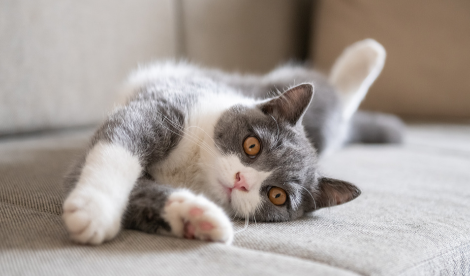 chat