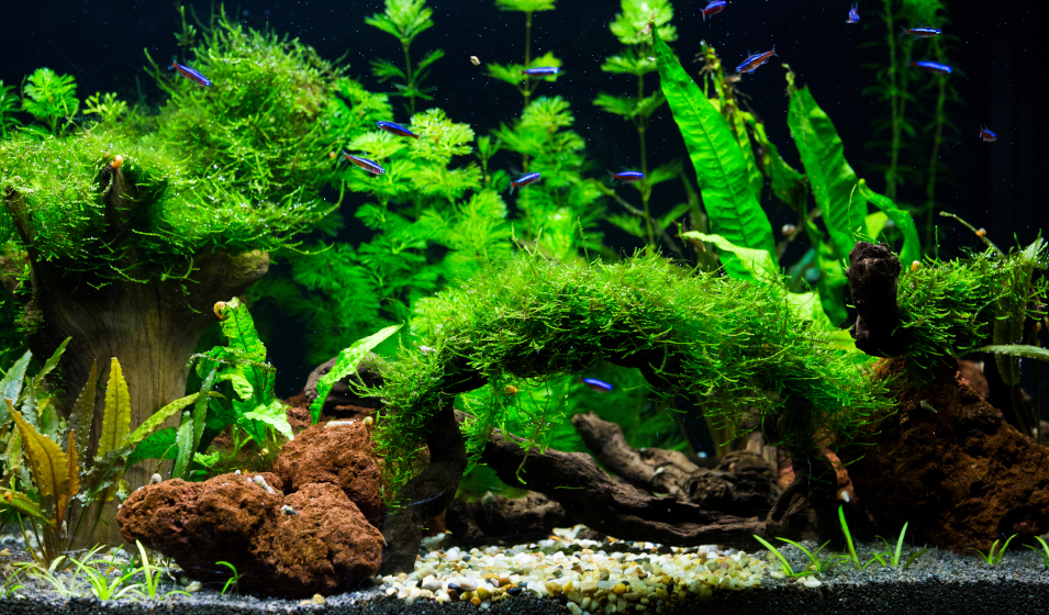 Mousse de Java / Tapis / Plantes d'aquarium LIVE d'eau douce