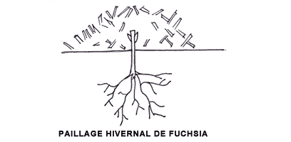 Hivernage des Fuchsias