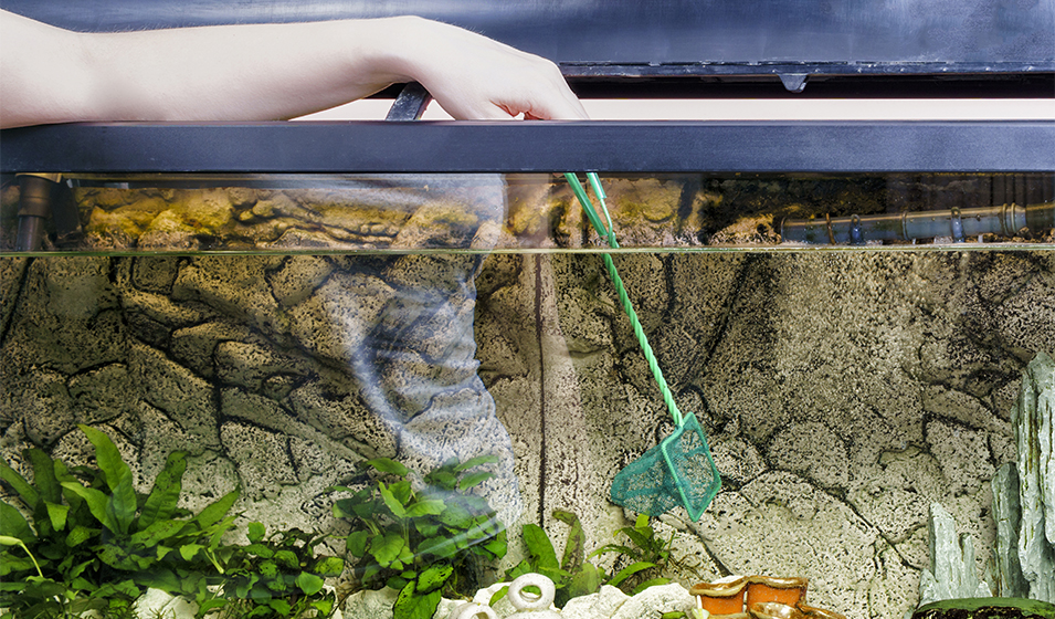 Maintenir une eau de qualité dans un aquarium