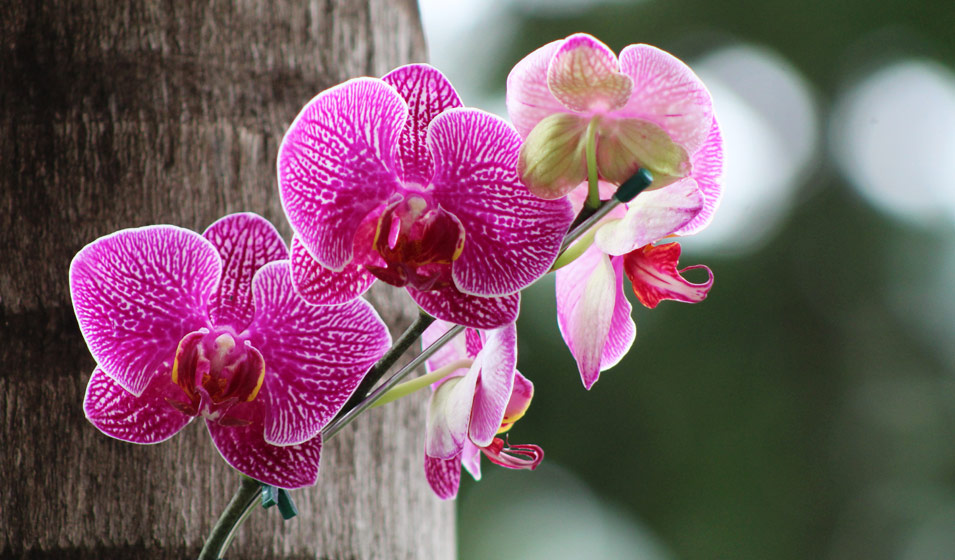 Culture Phalaenopsis et autres orchidées en pot de verre