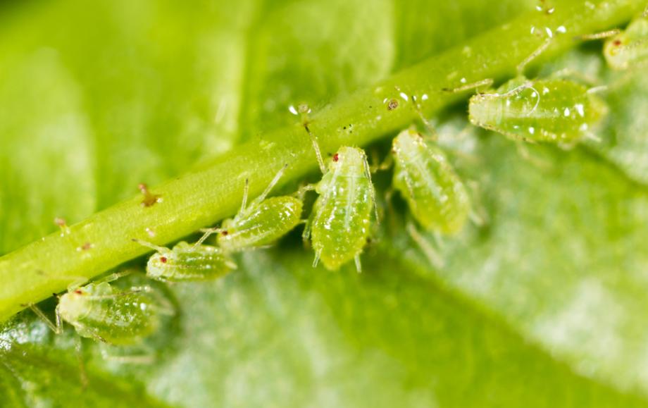 Maladies du kumquat Gamm vert