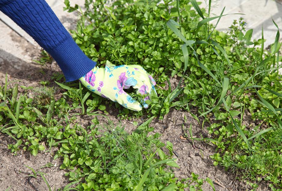 Désherbant naturel : 15 recettes pour désherber votre jardin