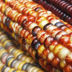 Epis de maïs colorés