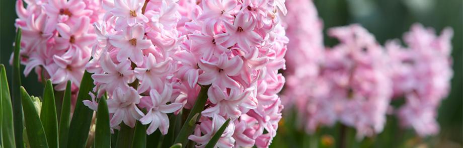 Jacinthe