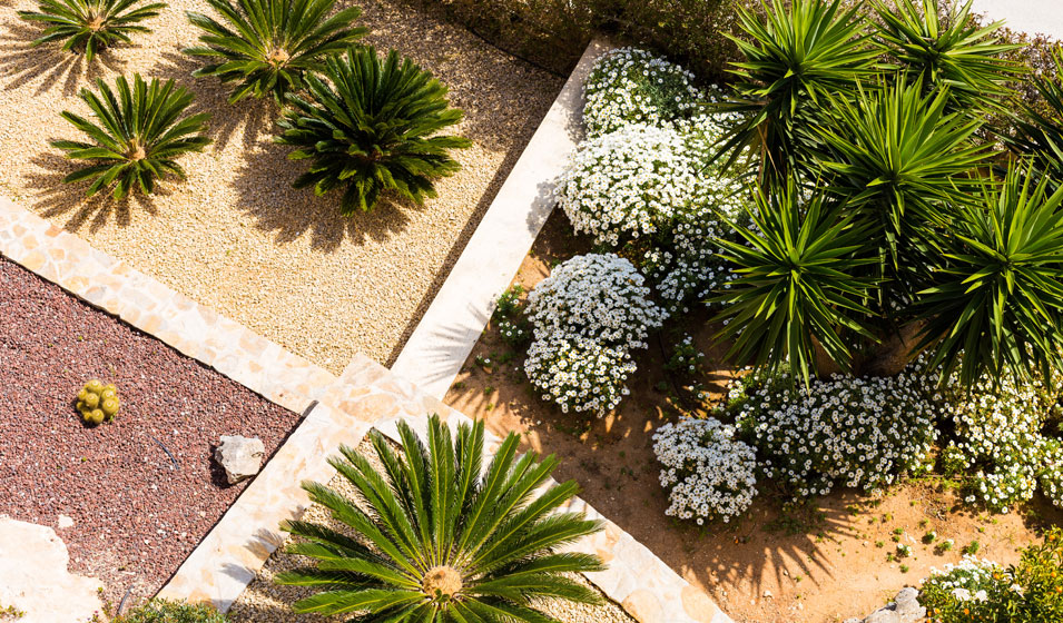 Jardin. Créez votre mini-jardin de plantes grasses