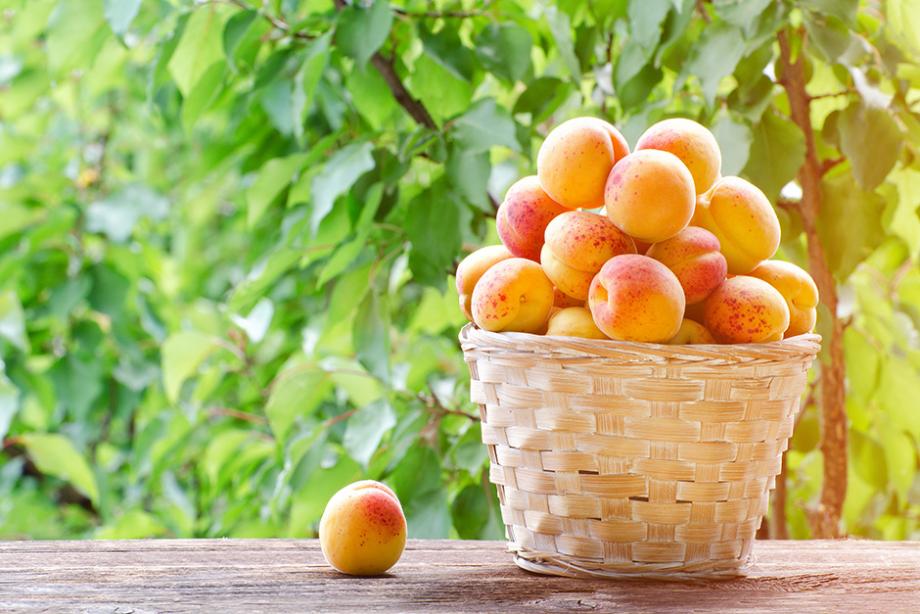 Récolter les abricots en août