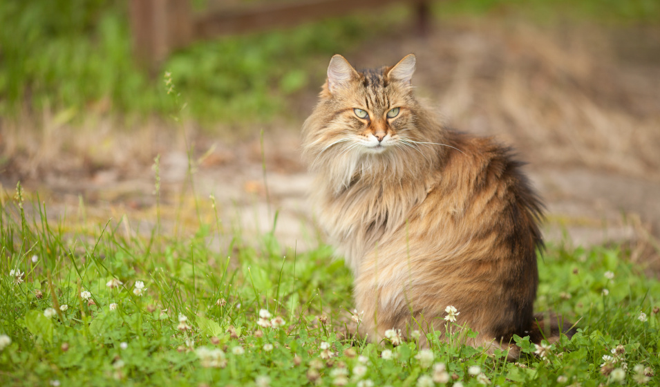 Peu de situations nécessitent de tondre son chat 