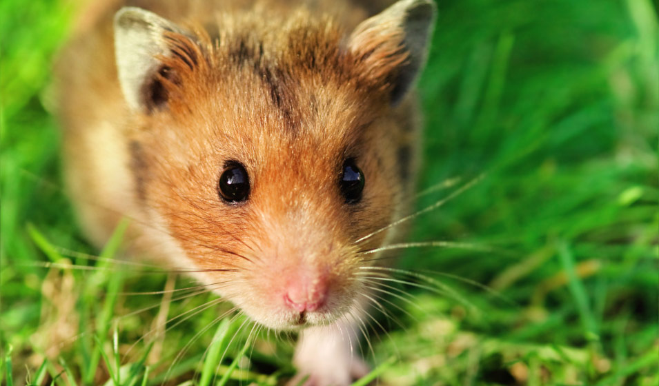 12 aliments toxiques et dangereux pour le hamster