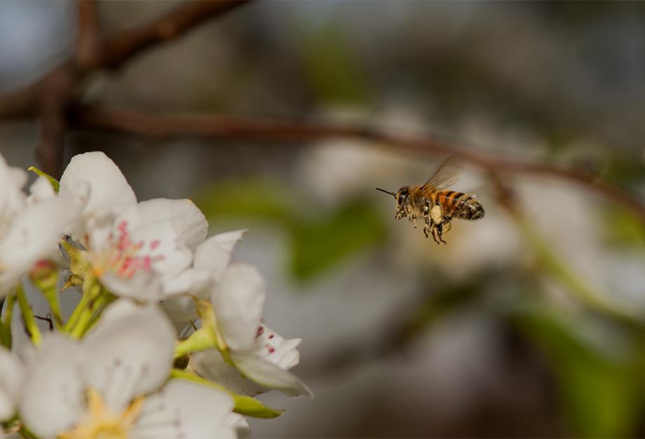 La pollinisation du poirier