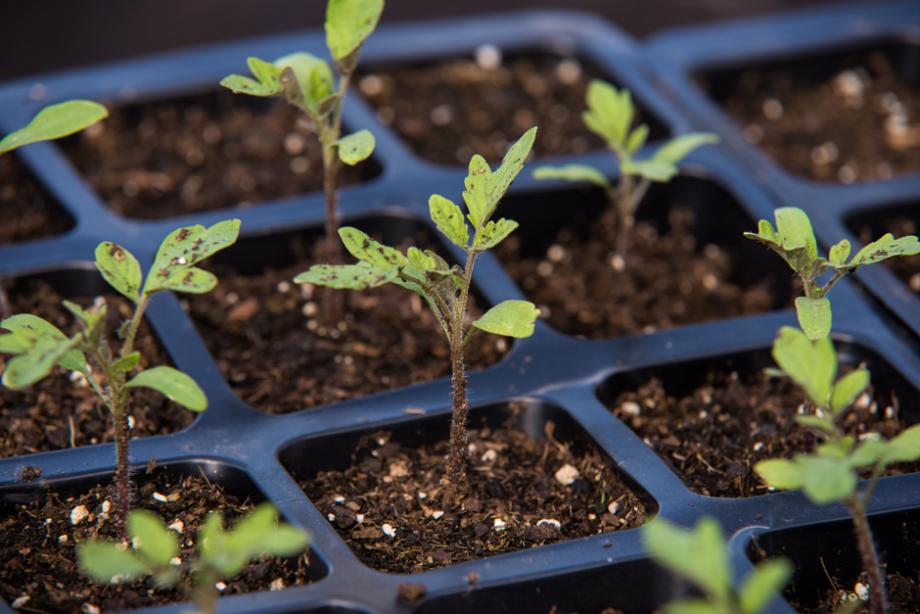 Semis : comment bien semer les graines des plantes ?