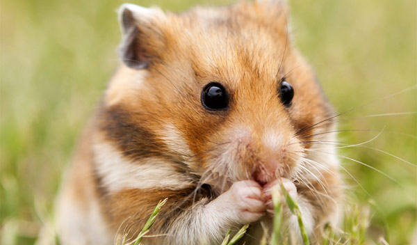 Bien nourrir mon hamster - Alimentation du hamster - Doctissimo