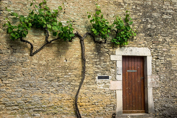 La vigne est une plante grimpante
