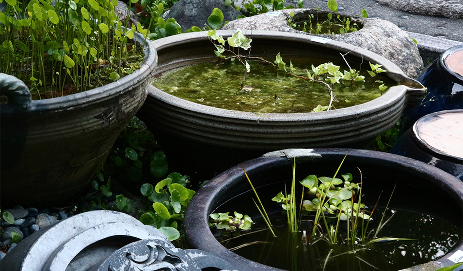 plants for a garden fish pond  Bassin de jardin, Beaux jardins, Jardin  d'eau
