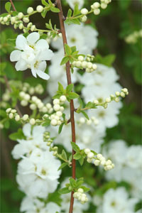 L'Exochorda 'The Bride'