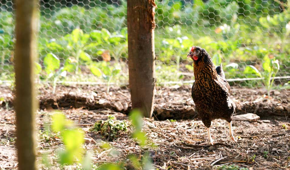 poule