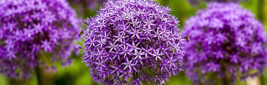 Ail