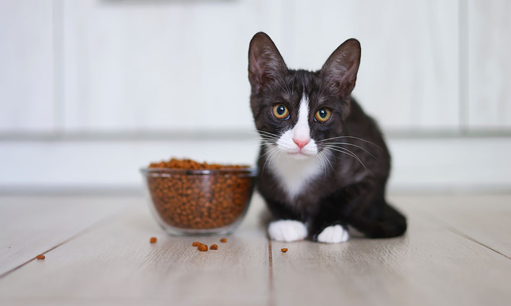 Un jeune chat a besoin d'une alimentation riche en protéines