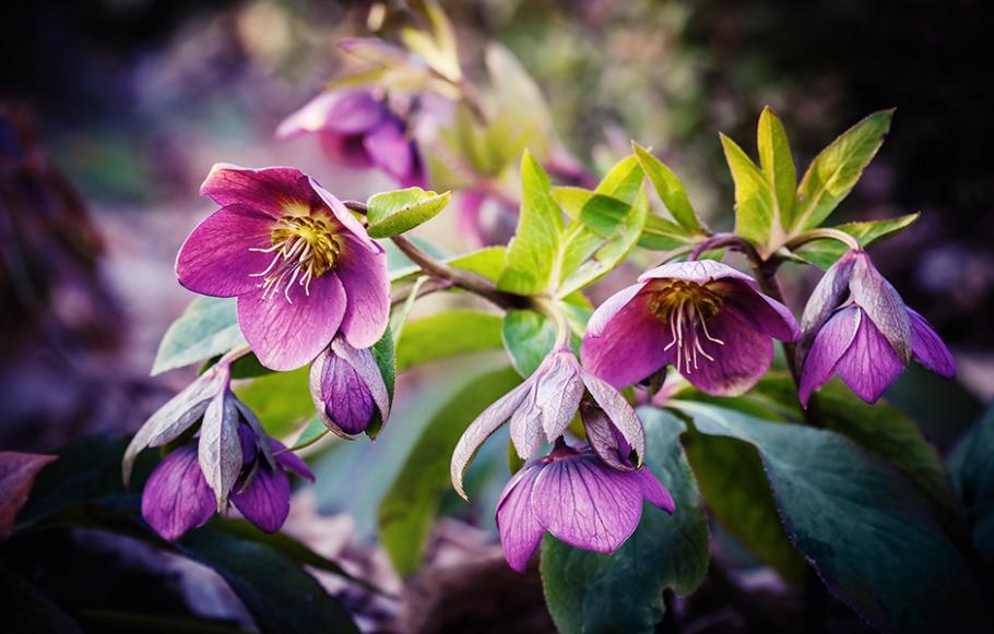 Les 10 plus belles fleurs de l'hiver - Gamm vert