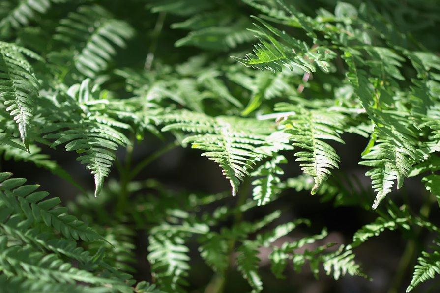 Les feuilles de fougères peuvent être utilisées au potager