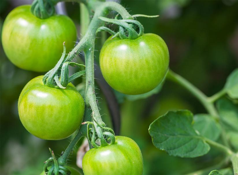 La tomate verte est-elle toxique ? - Gamm vert