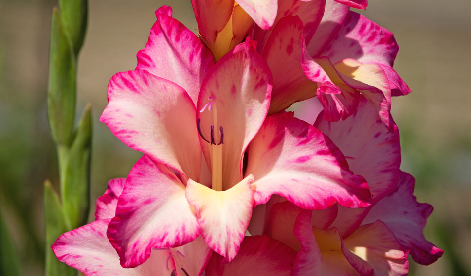 Glaieul Bulbe Lot De 10 Bulbes Glau00efeul CIRCUS CLUB - Calibre 8/10 - La Main Verte Arum Bulbe