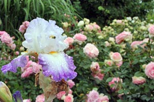 Iris et roses