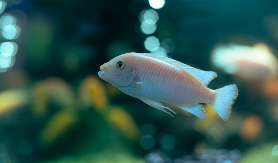 Pompes à air pour égayer votre aquarium et oxygéner vos poissons