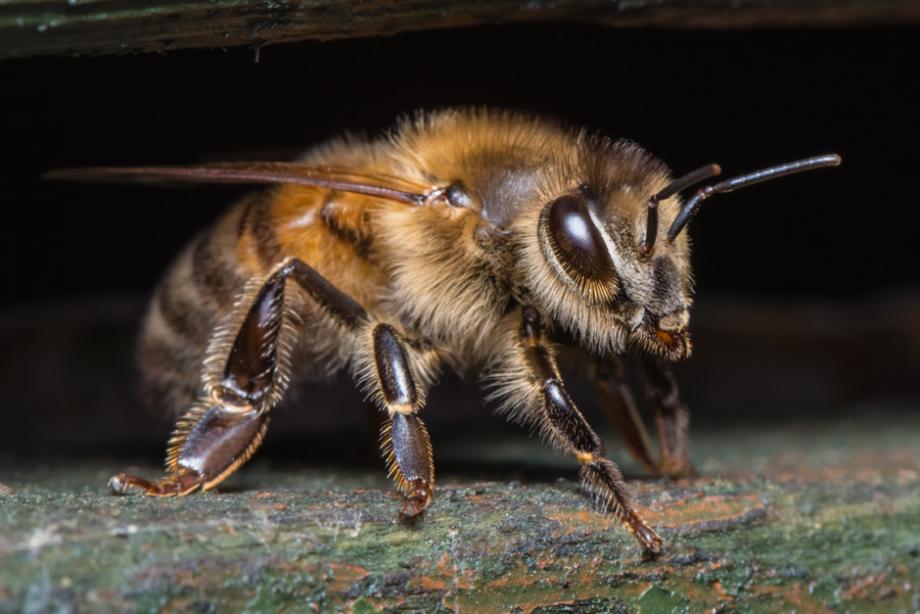 Comment se procurer un essaim d'abeilles et quelle race choisir