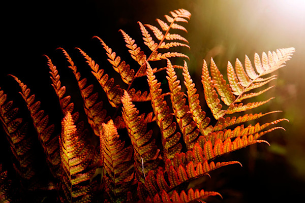 Plantes vivaces pour l'ombre : les fougères
