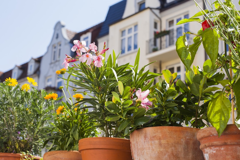 Gel au balcon, plantes en danger - Jardins de France