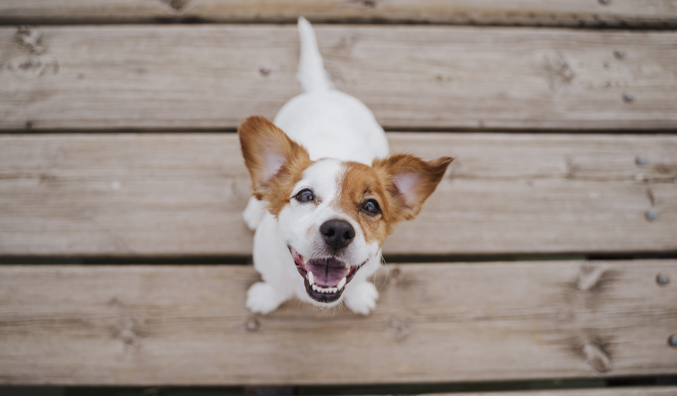 Quelle ration journalière pour votre chien ?