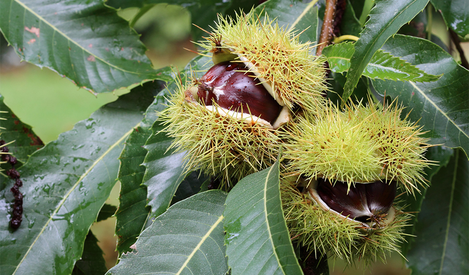 Châtaignier plantation, entretien et taille Jardiland