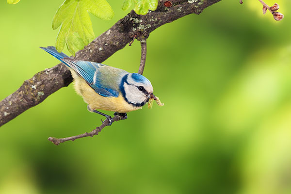Les oiseaux participent à la diversité biologique de votre jardin