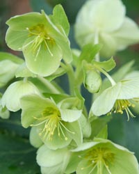 Helleborus argutifolius