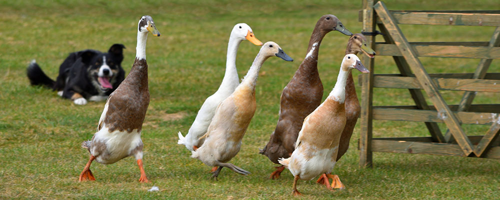 Le canard Coureur Indien