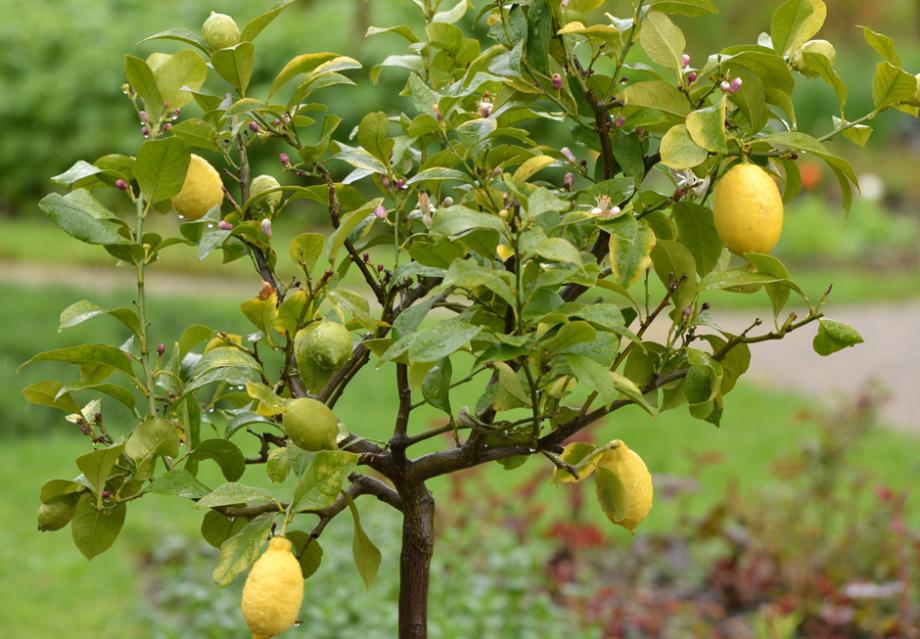 Voici l'engrais naturel le plus efficace pour votre citronnier cet été