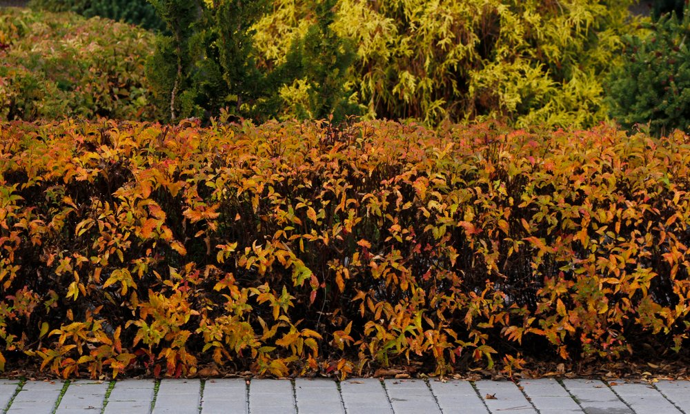 Une haie de spirées avec leur feuillage coloré en automne