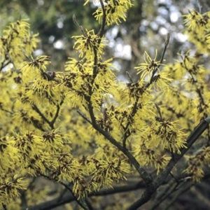 Hamamélis hybride 'Pallida'