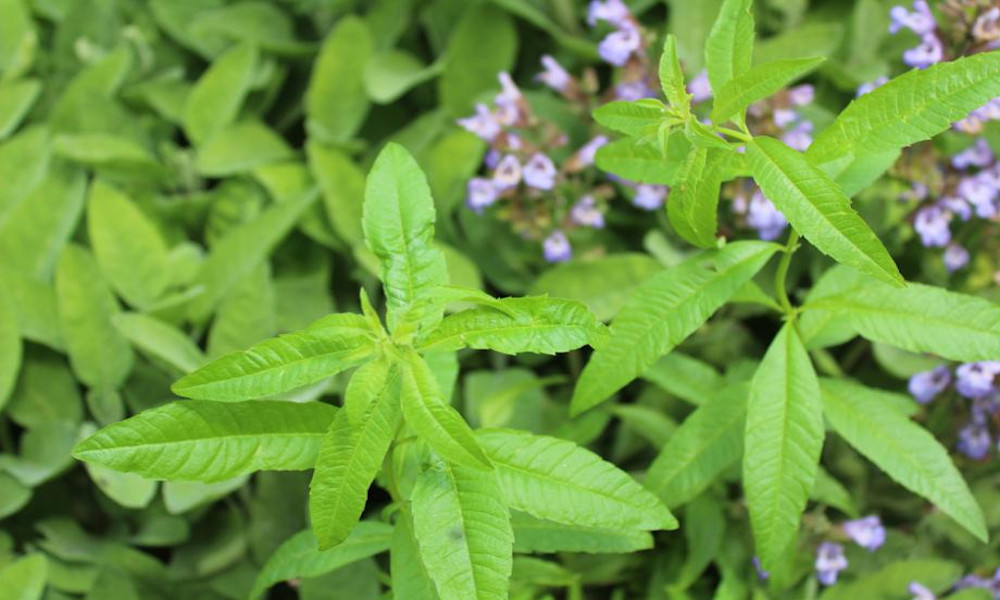 Verveine citronnelle ou Aloysia citrodora