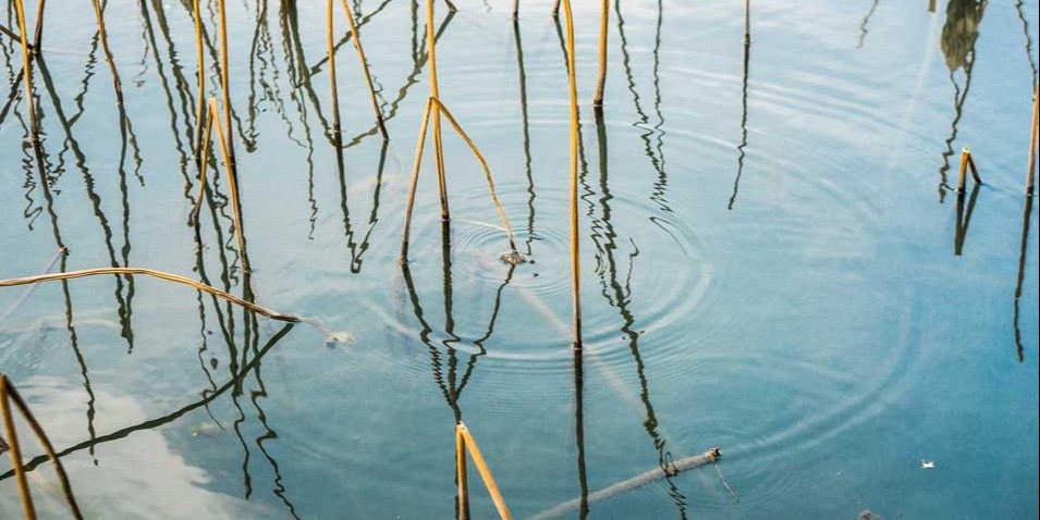 Bassin
