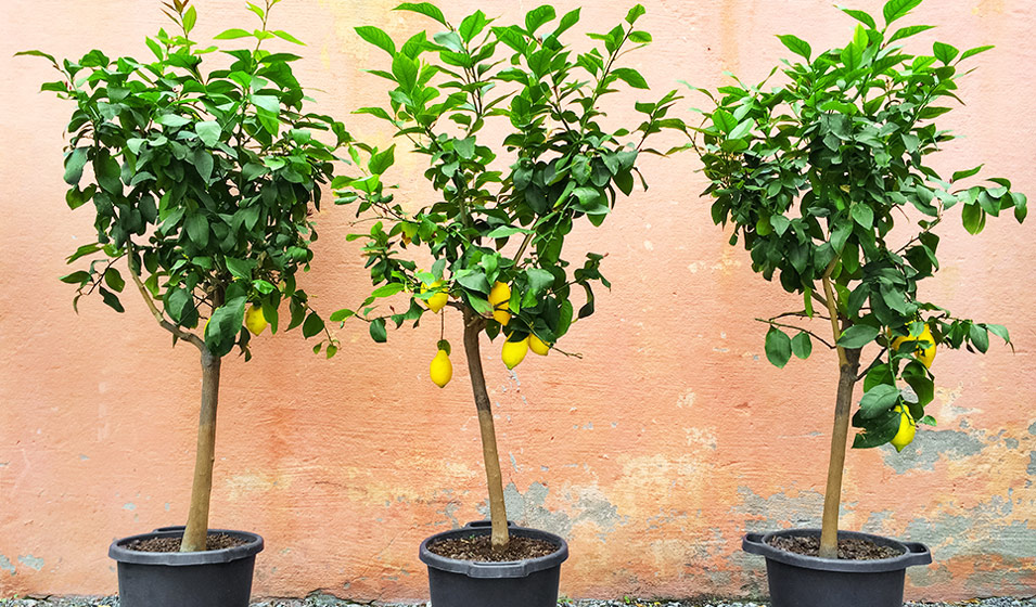 Culture et entretien d'un citronnier en pot - Jardiland