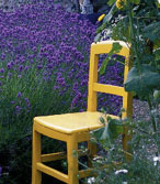 Délimitez votre jardin avec cette vivace