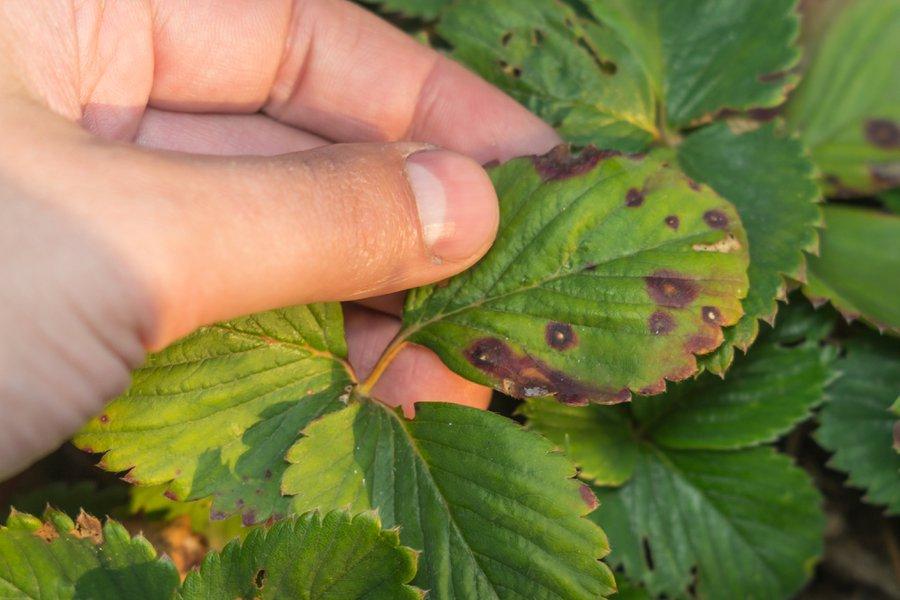 Symptômes sur les feuilles du botrytis de la fraise