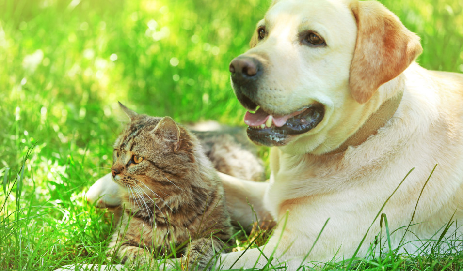 Un chien labrador et un chat tigrés amis se reposent ensemble dans l'herbe