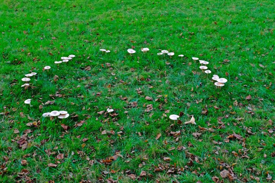 rond de sorcière