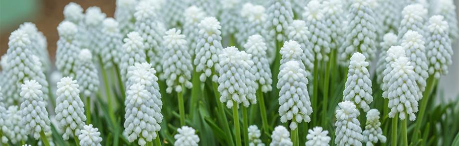 Muscaris blancs