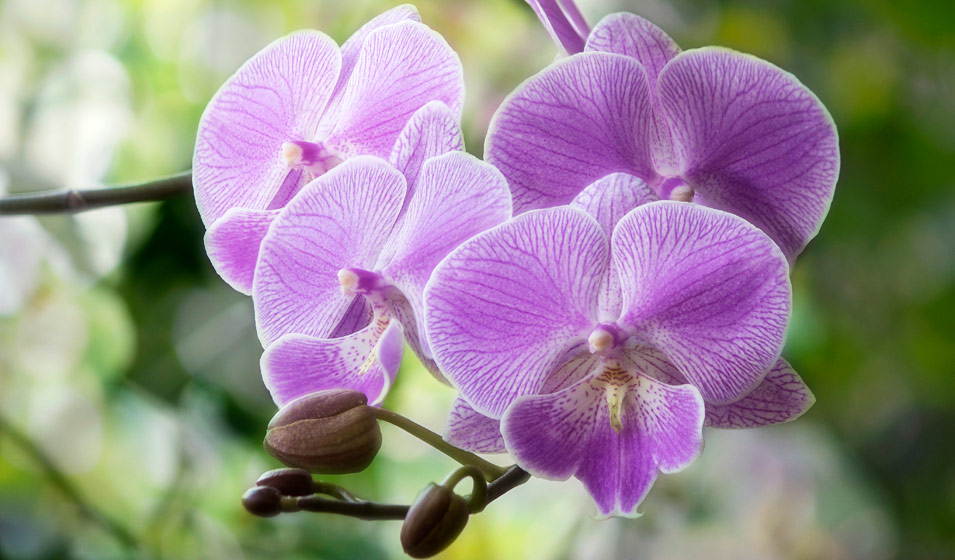 Quel terreau utiliser pour les orchidées ? - Jardiland