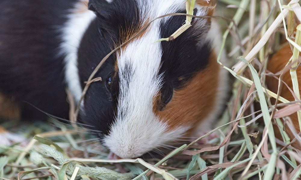 C’est un animal affectueux