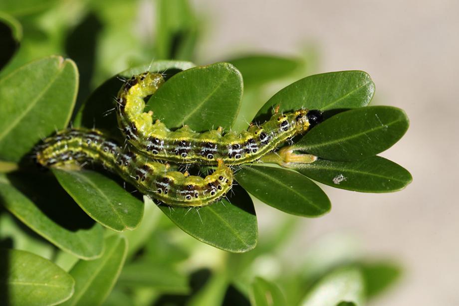 Chenille de la pyrale du buis